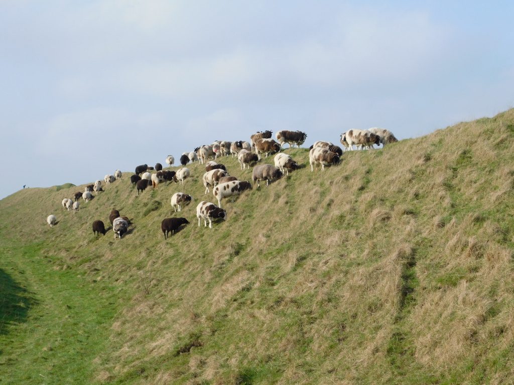 The iron age ramparts at Bratton Camp, Wiltshire. This has sometimes been put forward as the site of the Battle of Ethandun, or perhaps the site of the Viking camp.
